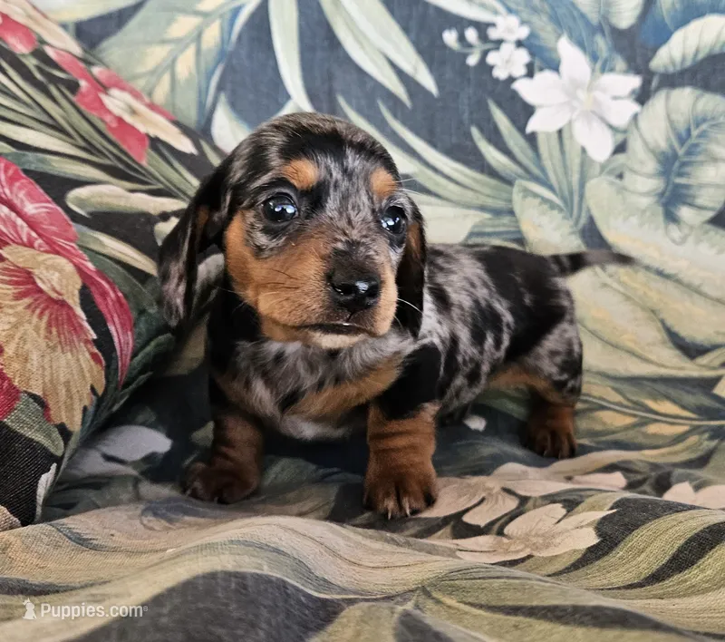 Gemma – Miniature Dachshund puppy for sale in Beebe, AR