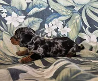 Gemma, a female Miniature Dachshund for sale in Beebe, AR – 3 of 5