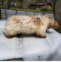 Olive, a female Miniature Dachshund for sale in Beebe, AR – Photo 2 of 2