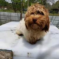Olive, a female Miniature Dachshund for sale in Beebe, AR – Photo 1 of 2