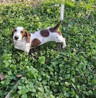Theo, a male Miniature Dachshund for sale in Beebe, AR – Photo 2 of 2