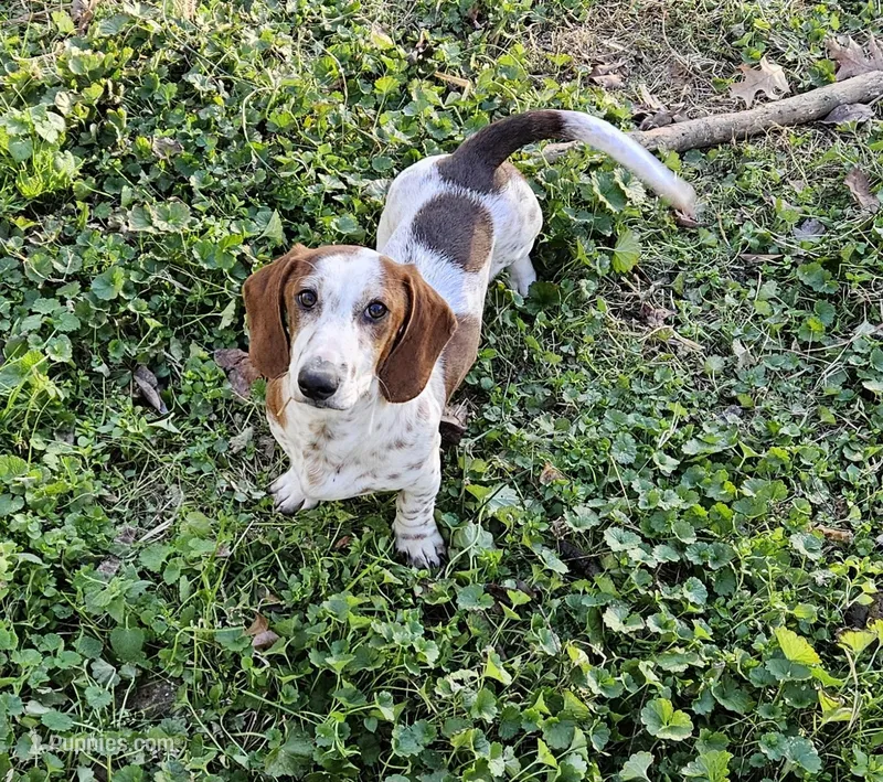 Theo – Miniature Dachshund puppy for sale in Beebe, AR