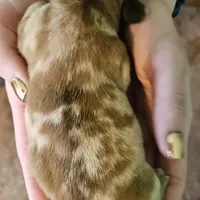 Brooke, a female Miniature Dachshund for sale in Beebe, AR – Photo 2 of 4