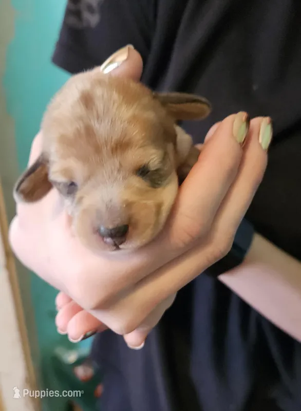 Brooke, a female Miniature Dachshund for sale in Beebe, AR – Photo 1 of 4
