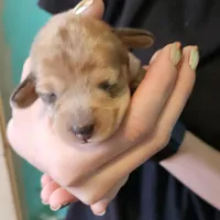 Brooke, a female Miniature Dachshund for sale in Beebe, AR – Photo 1 of 4