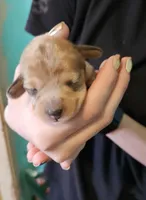 Brooke, a female Miniature Dachshund for sale in Beebe, AR – Photo 1 of 4