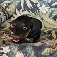 Phiala, a female Miniature Dachshund for sale in Beebe, AR – 2 of 5