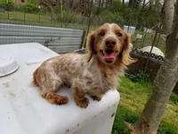 Bandit, a male Miniature Dachshund for sale in Beebe, AR – 6 of 6