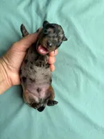 Dallas, a male Miniature Dachshund for sale in Beebe, AR – 1 of 4