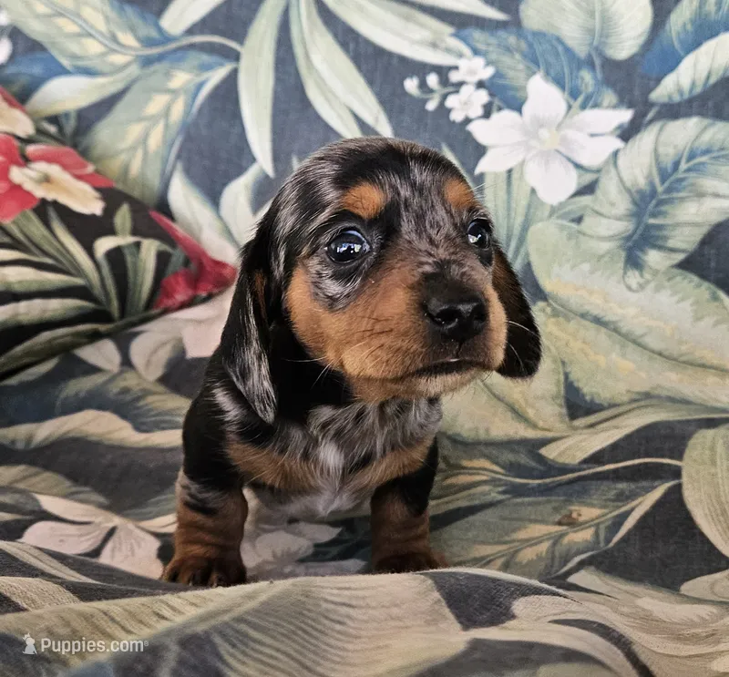 Gemma, a female Miniature Dachshund for sale in Beebe, AR – 1 of 5