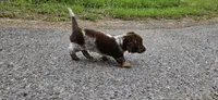 Enzo, a male Miniature Dachshund for sale in Beebe, AR – 5 of 7