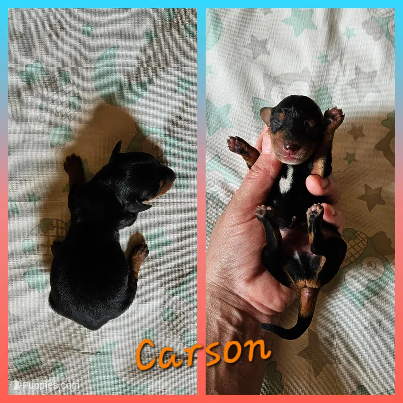 Carson – Miniature Dachshund puppy for sale in Beebe, AR