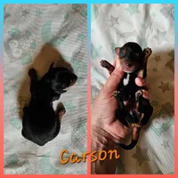 Carson, a male Miniature Dachshund for sale in Beebe, AR – Photo 1 of 4