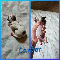 Carter, a male Miniature Dachshund for sale in Beebe, AR – Photo 1 of 4