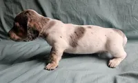 Carter, a male Miniature Dachshund for sale in Beebe, AR – 3 of 7