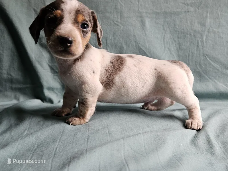 Carter – Miniature Dachshund puppy for sale in Beebe, AR