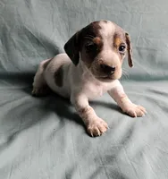 Carter, a male Miniature Dachshund for sale in Beebe, AR – 2 of 7