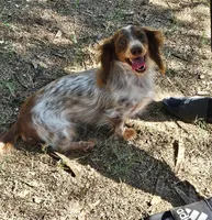 Carter, a male Miniature Dachshund for sale in Beebe, AR – Photo 4 of 4