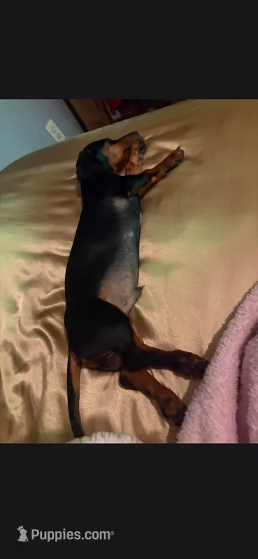 Bandit – Miniature Dachshund puppy for sale in Beebe, AR