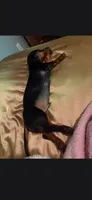 Bandit, a male Miniature Dachshund for sale in Beebe, AR – 1 of 6