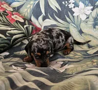 Gemma, a female Miniature Dachshund for sale in Beebe, AR – 2 of 5