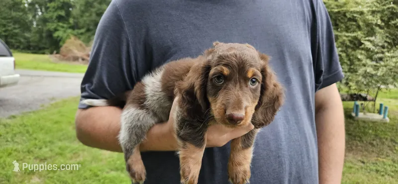 Enzo – Miniature Dachshund puppy for sale in Beebe, AR
