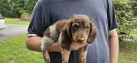 Enzo, a male Miniature Dachshund for sale in Beebe, AR – 1 of 7