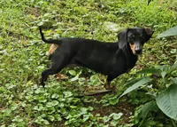Bandit, a male Miniature Dachshund for sale in Beebe, AR – 5 of 6