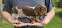 Enzo, a male Miniature Dachshund for sale in Beebe, AR – 4 of 7