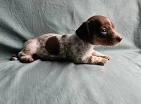 Carmen, a female Miniature Dachshund for sale in Beebe, AR – 3 of 7