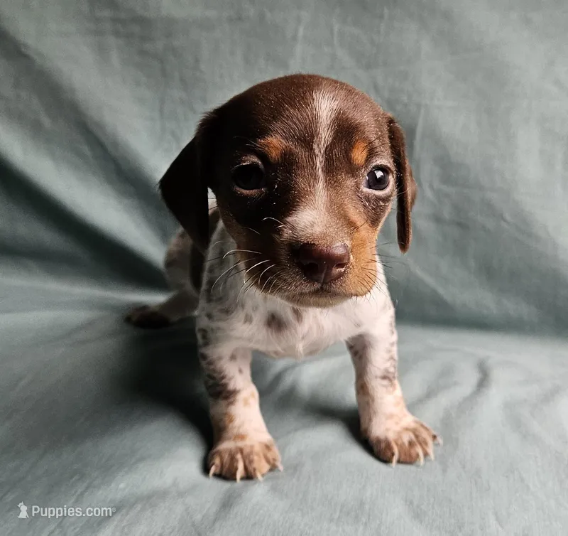 Carmen – Miniature Dachshund puppy for sale in Beebe, AR