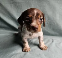 Carmen, a female Miniature Dachshund for sale in Beebe, AR – 1 of 7