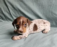 Carmen, a female Miniature Dachshund for sale in Beebe, AR – 2 of 7