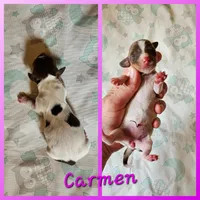 Carmen, a female Miniature Dachshund for sale in Beebe, AR – Photo 1 of 4