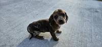 Birdie, a female Miniature Dachshund for sale in Beebe, AR – Photo 2 of 7