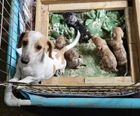 Birdie, a female Miniature Dachshund for sale in Beebe, AR – Photo 6 of 7
