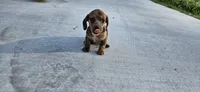 Birdie, a female Miniature Dachshund for sale in Beebe, AR – Photo 4 of 7