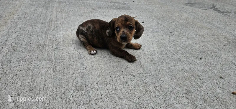 Birdie, a female Miniature Dachshund for sale in Beebe, AR – Photo 1 of 7