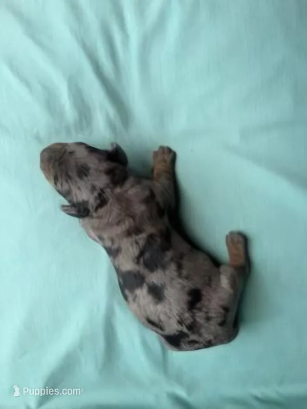 Diego  – Miniature Dachshund puppy for sale in Beebe, AR