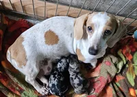 Gemma, a female Miniature Dachshund for sale in Beebe, AR – 5 of 5