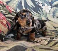 Gemma, a female Miniature Dachshund for sale in Beebe, AR – 2 of 5