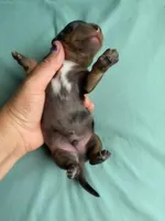 Diego , a male Miniature Dachshund for sale in Beebe, AR – 2 of 4