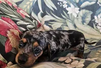Gemma, a female Miniature Dachshund for sale in Beebe, AR – 3 of 5