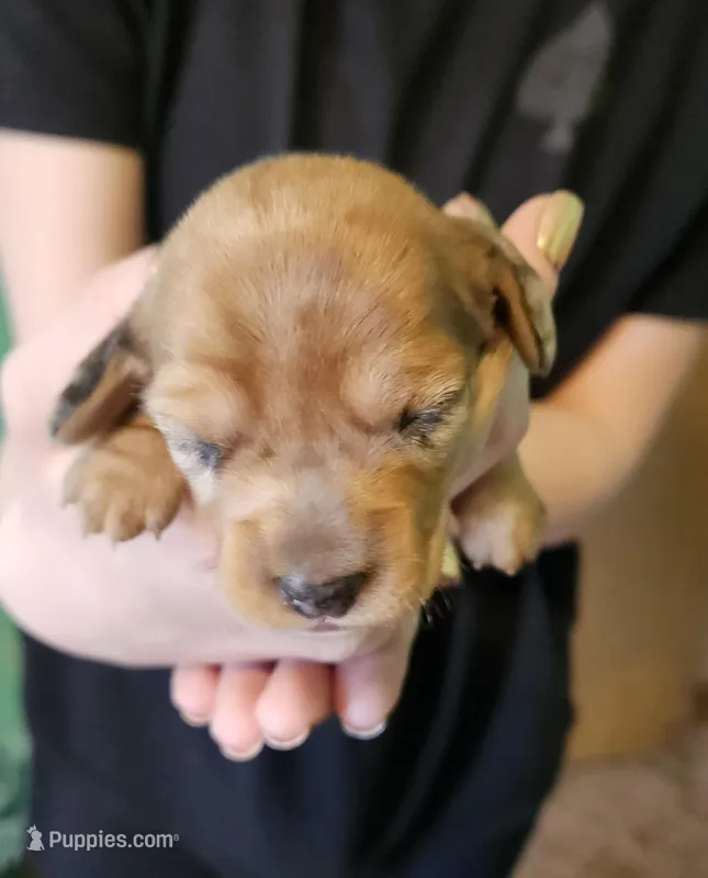 Bella, a female Miniature Dachshund for sale in Beebe, AR – Photo 1 of 4