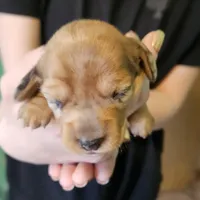 Bella, a female Miniature Dachshund for sale in Beebe, AR – Photo 6 of 9