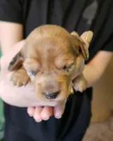 Bella, a female Miniature Dachshund for sale in Beebe, AR – Photo 1 of 4