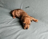 Bella, a female Miniature Dachshund for sale in Beebe, AR – Photo 2 of 9