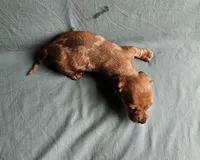 Bella, a female Miniature Dachshund for sale in Beebe, AR – Photo 3 of 9
