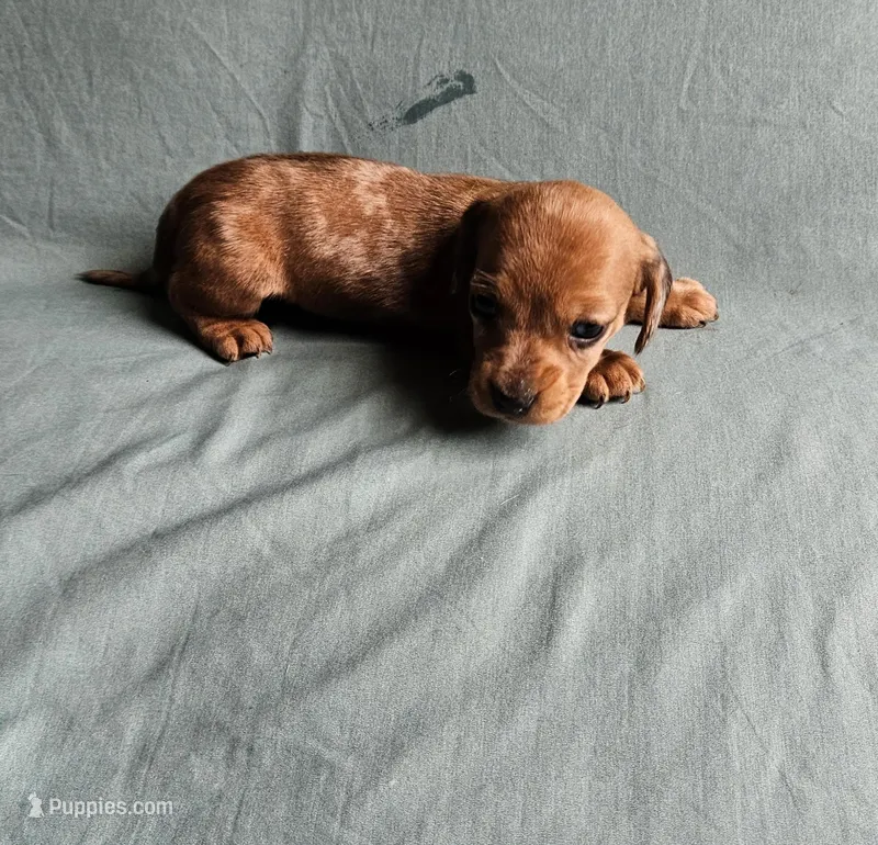 Bella – Miniature Dachshund puppy for sale in Beebe, AR