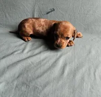 Bella, a female Miniature Dachshund for sale in Beebe, AR – Photo 1 of 9